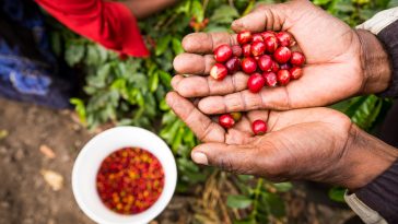 International Coffee Partners café