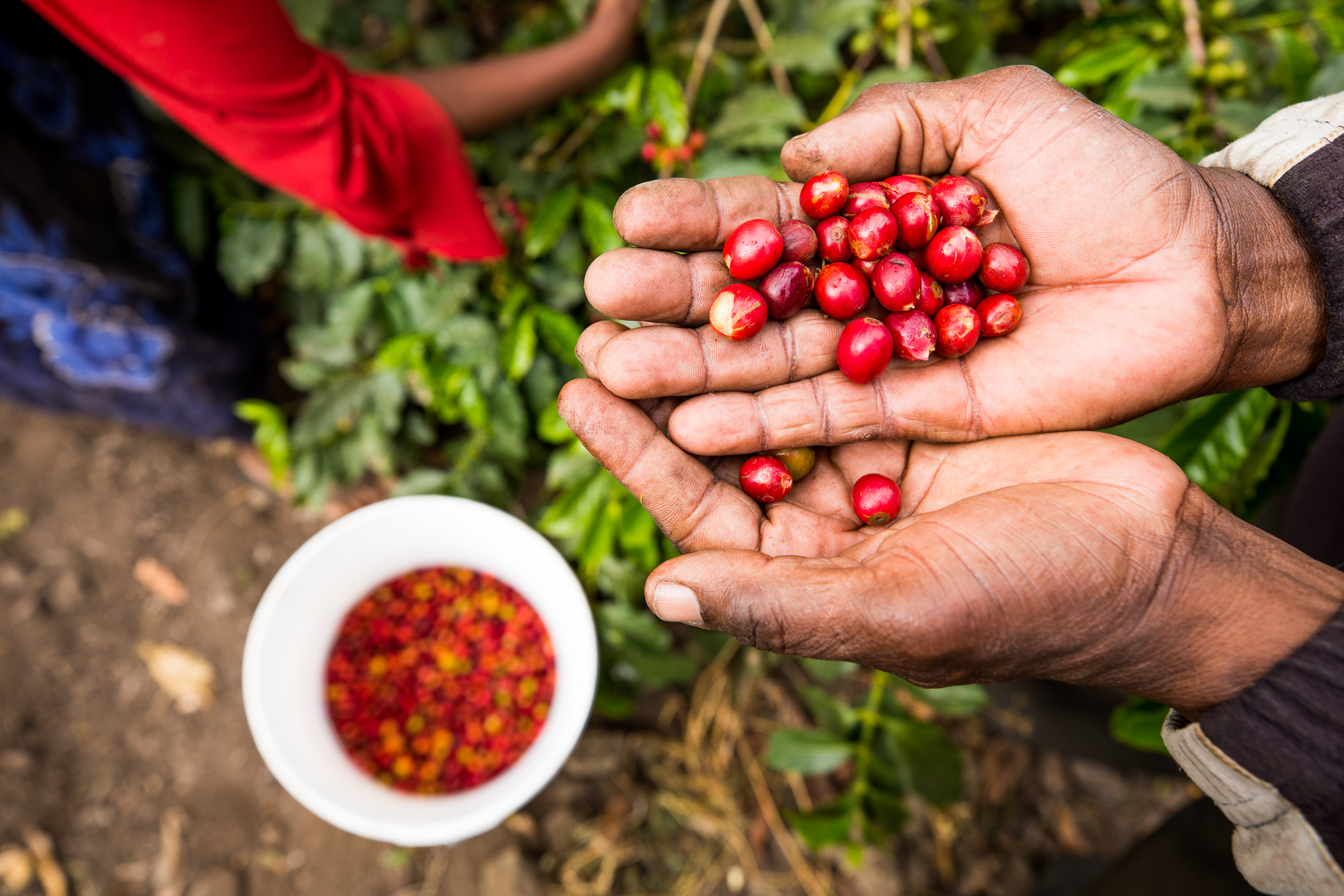 Pequenos produtores de café precisam de tempo, estruturas e recursos para cumprir o EUDR