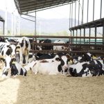 Danone transformação sustentável