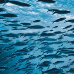 Sardinha Ibérica certificação