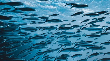 Sardinha Ibérica certificação