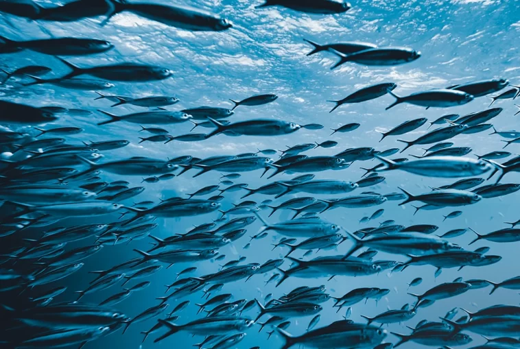 Sardinha Ibérica certificação