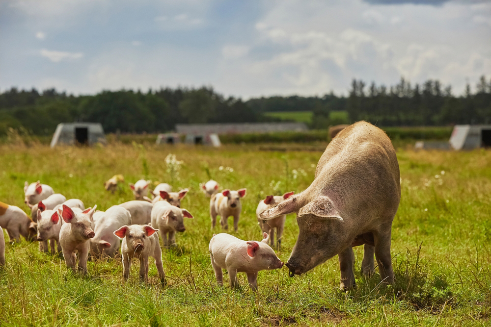 Dinamarca será a primeira a impor imposto sobre o CO2 nas explorações agrícolas
