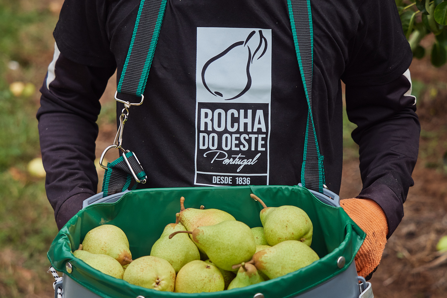 ANP anuncia o arranque da campanha de 2024 da Pera Rocha
