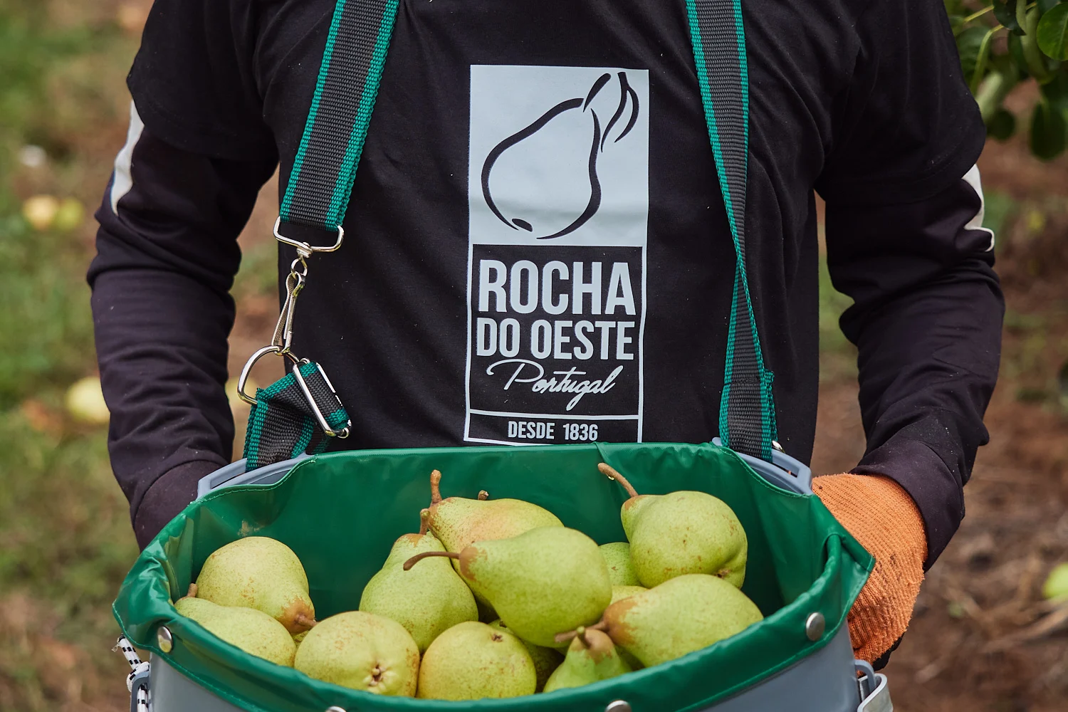 ANP anuncia o arranque da campanha de 2024 da Pera Rocha