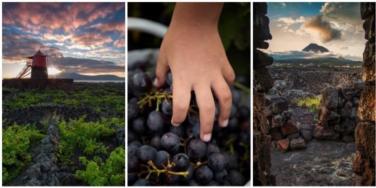 Picowines 75 anos