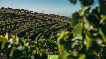 Herdade Aldeia de Cima vinhas biológicas