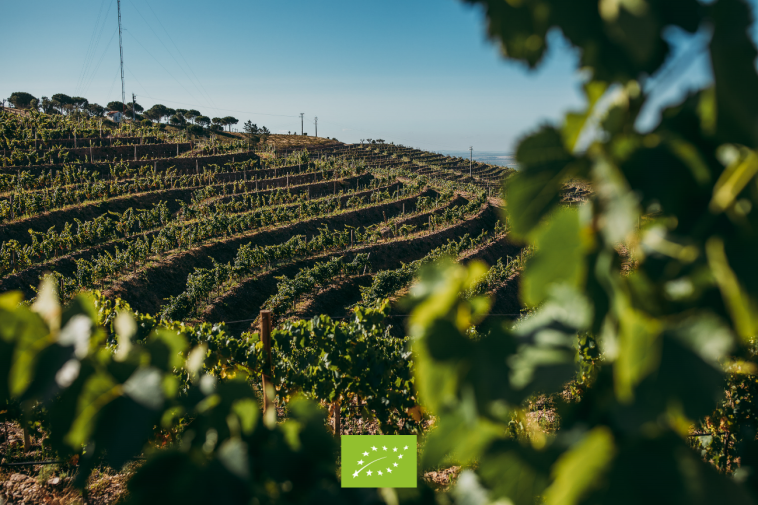 Herdade Aldeia de Cima vinhas biológicas