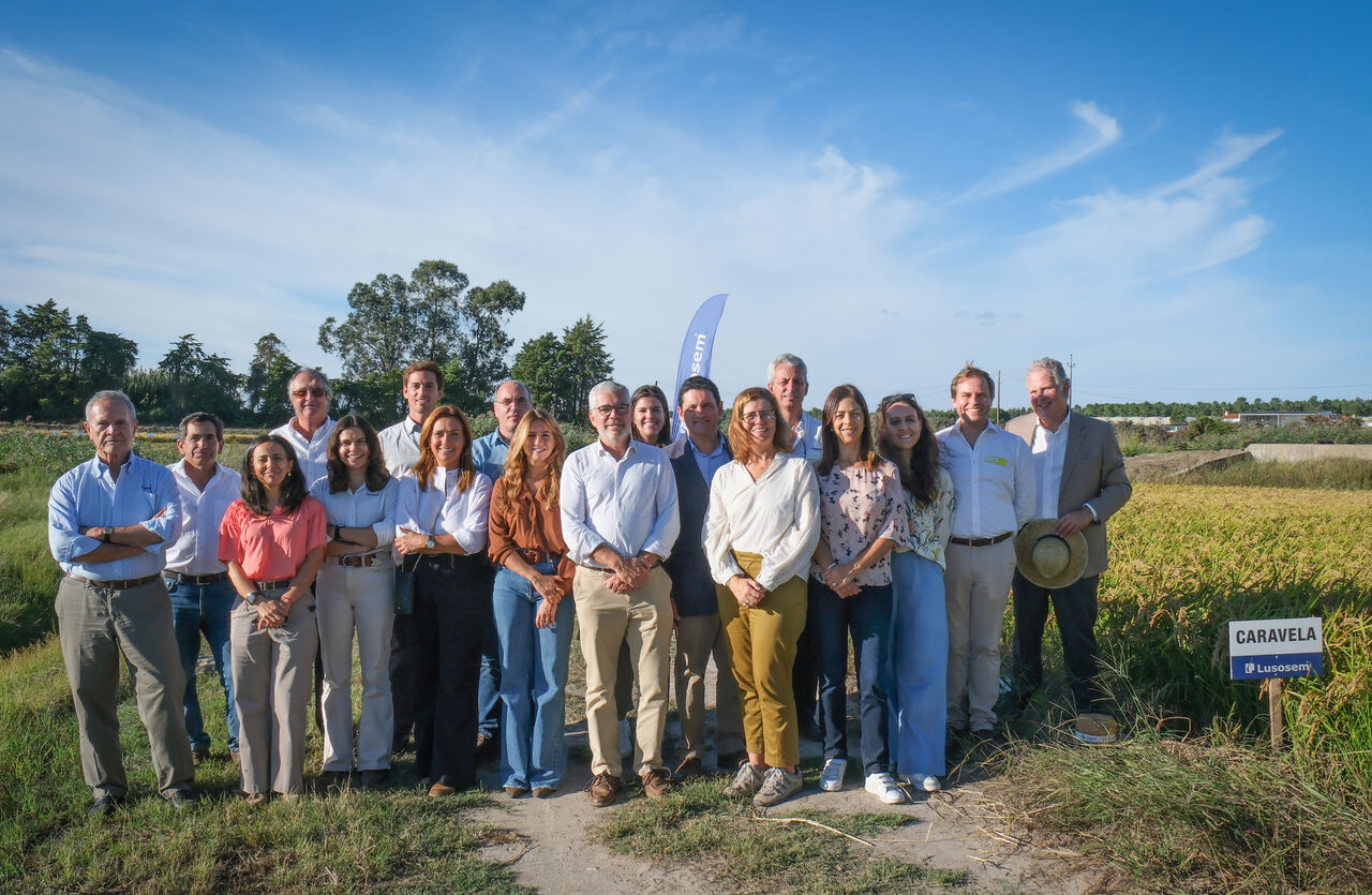 Continente arroz Carolino Caravela