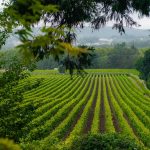 Aveleda Referencial Nacional de Sustentabilidade