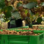 Mercadona Kiwi GreenSun