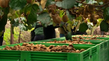 Mercadona Kiwi GreenSun