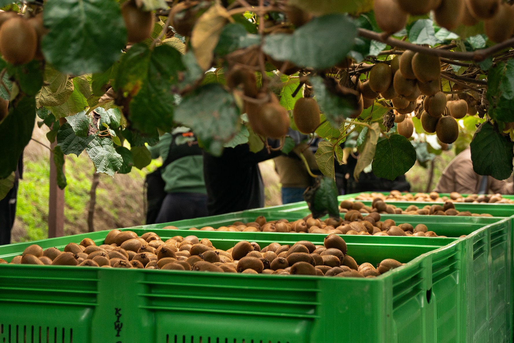 Mercadona compra 5.000 toneladas de kiwi português