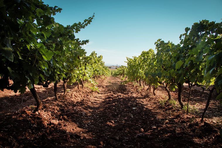 Cas’Amaro Implante