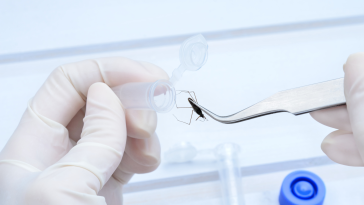 Método inovador garante a autenticidade de rações e alimentos à base de insetos