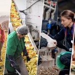 Conselho Europeu para a Agricultura e a Alimentação