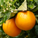 Grupo Agrihold CBRE venda