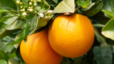 Grupo Agrihold CBRE venda