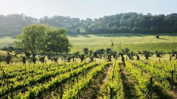 Adega José de Sousa Sustentabilidade