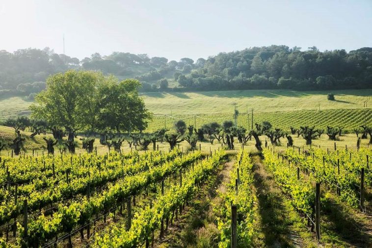 Adega José de Sousa Sustentabilidade