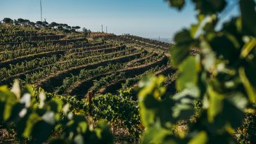 Herdade Aldeia de Cima