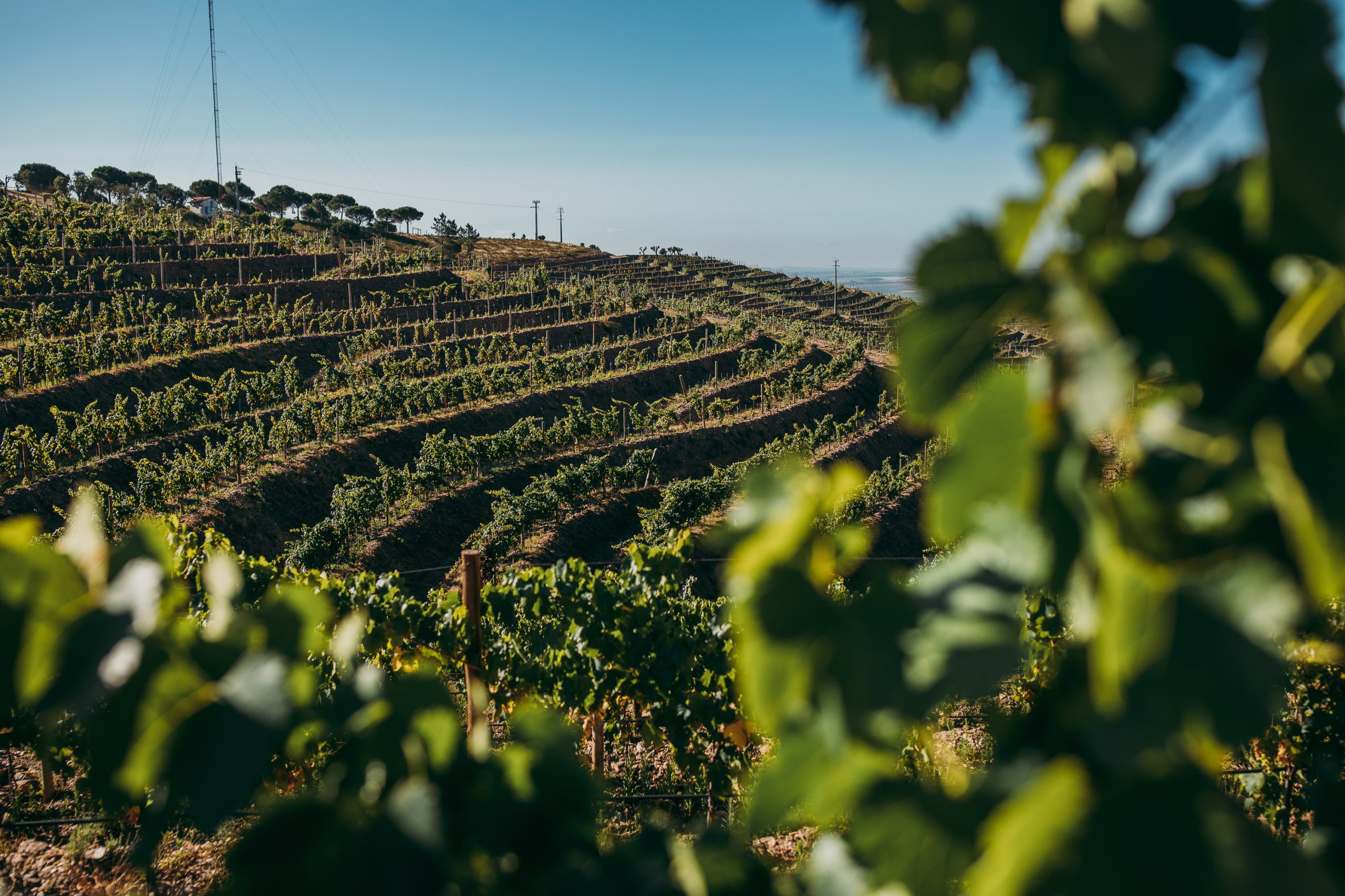 Herdade Aldeia de Cima