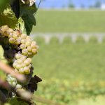 Vinhos Verdes ações Ásia