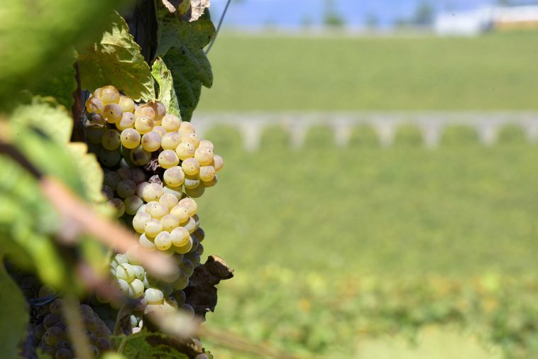 Vinhos Verdes ações Ásia