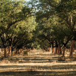 Corticeira Amorim pegada de carbono