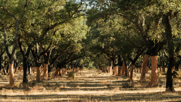 Corticeira Amorim pegada de carbono