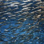 MSC peixes pelágicos