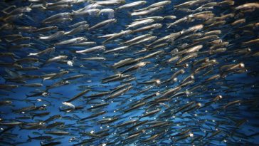 MSC peixes pelágicos