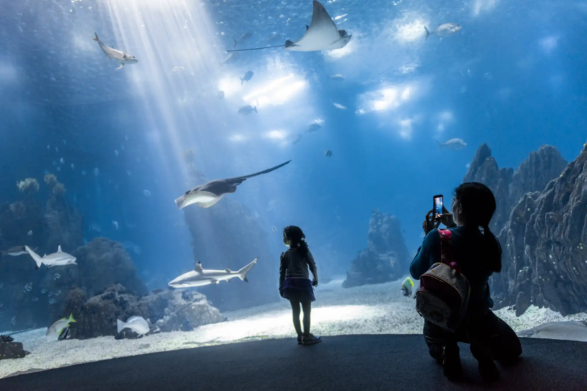 Oceanário de Lisboa: junho chega com bilhetes a 15 euros