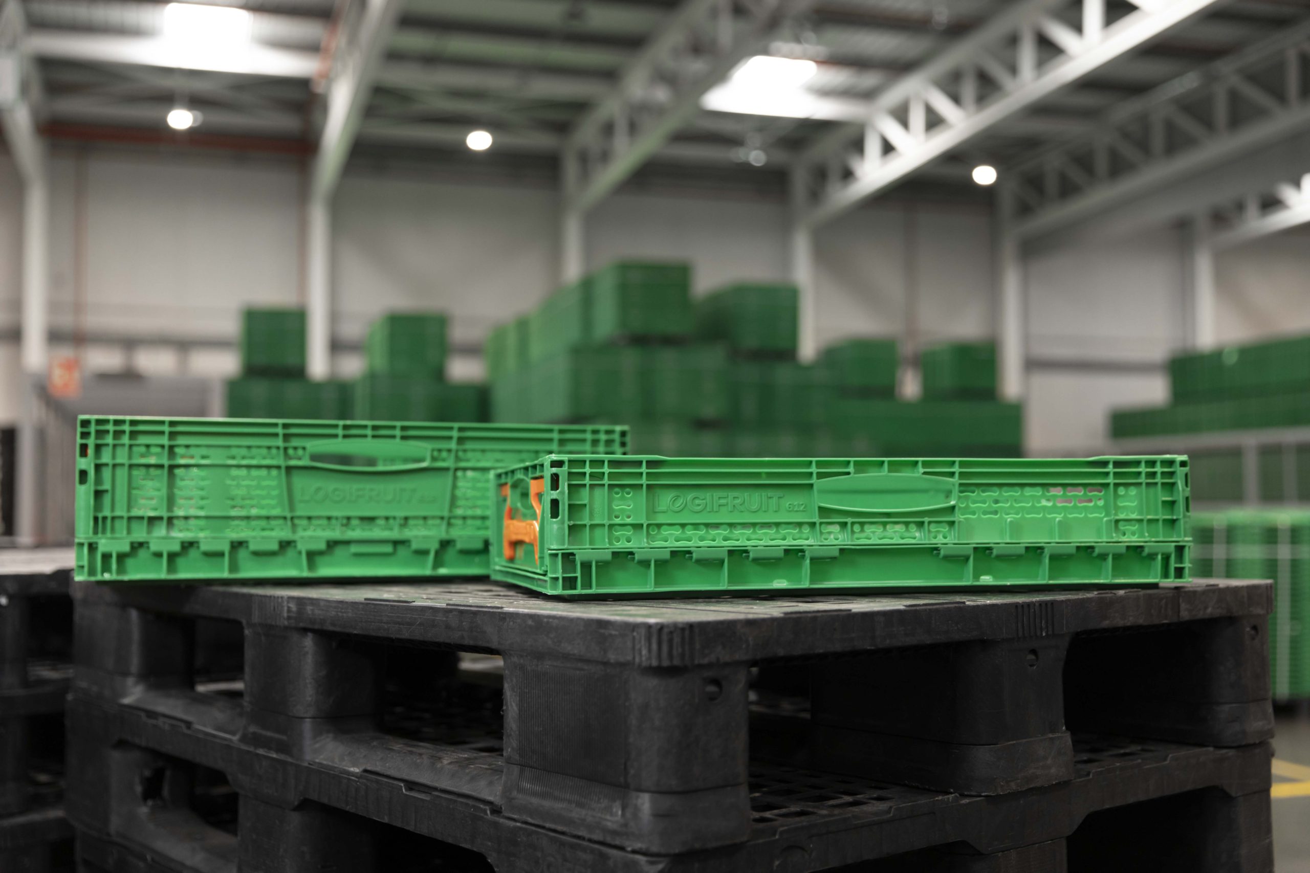Logifruit encerra 2024 com um crescimento de 7% e uma nova sede em Almeirim