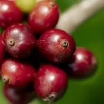 Nescafé agricultura regenerativa