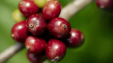 Nescafé agricultura regenerativa