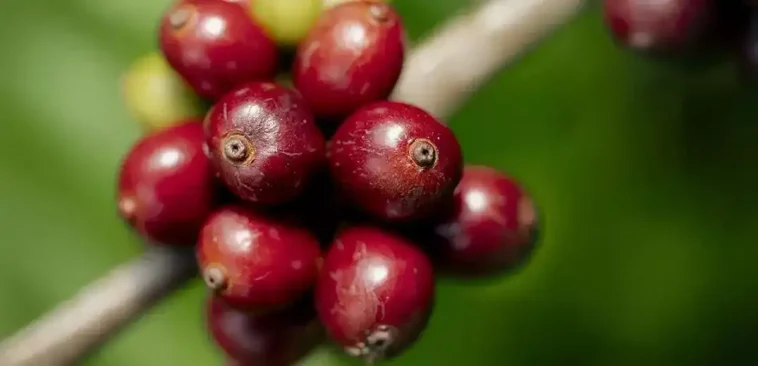 Nescafé agricultura regenerativa