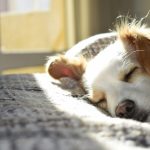 Fixando alojamentos animais de estimação