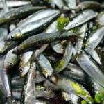 MSC sardinha ibérica