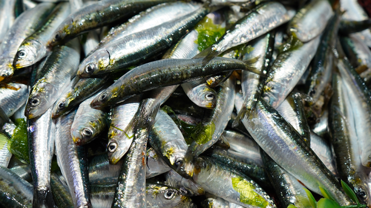 MSC sardinha ibérica