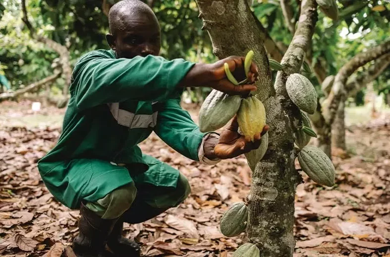 Nestlé desenvolve técnica inovadora para aumentar rendimento do fruto do cacau