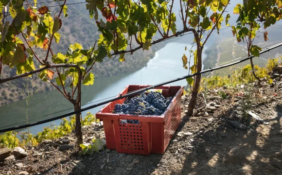 Duorum inaugura nova adega sustentável em Vila Nova de Foz Côa e reforça aposta no Douro