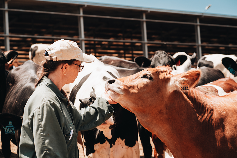 Agroleite recebe Certificado de Mérito Produtivo Prata e valoriza sector leiteiro nacional