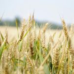 CropLife agricultura estudo