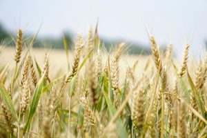 CropLife agricultura estudo
