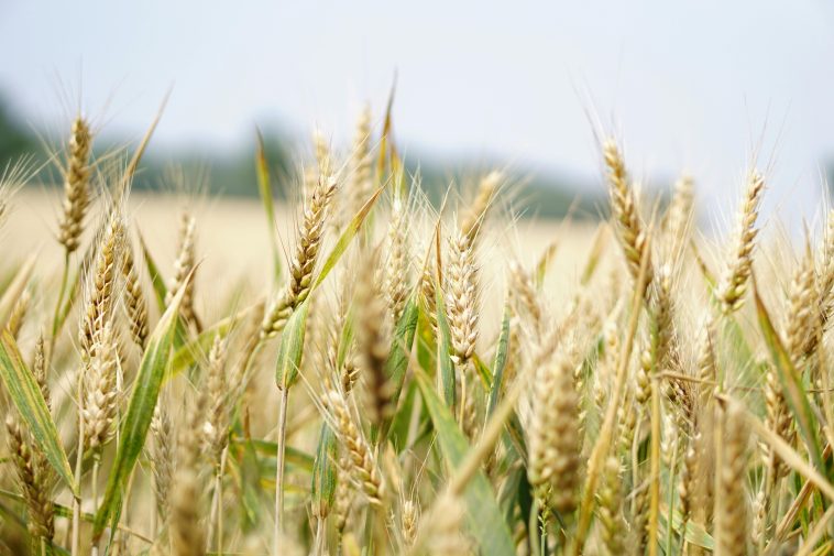 CropLife agricultura estudo