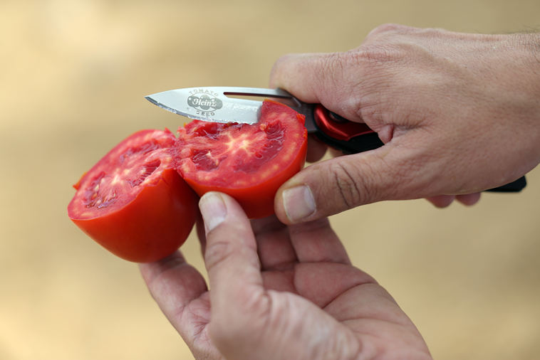 Heinz tomate