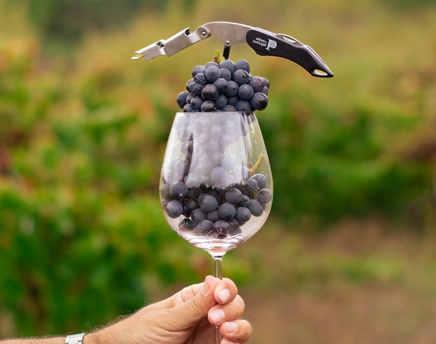 ViniPortugal lança conta oficial da Wines of Portugal no TikTok