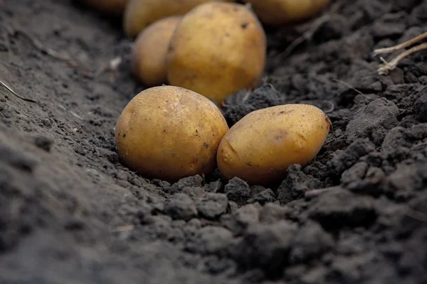 Do campo a Bruxelas: a estratégia para proteger a batata europeia