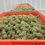 ASAE apreensão de uvas